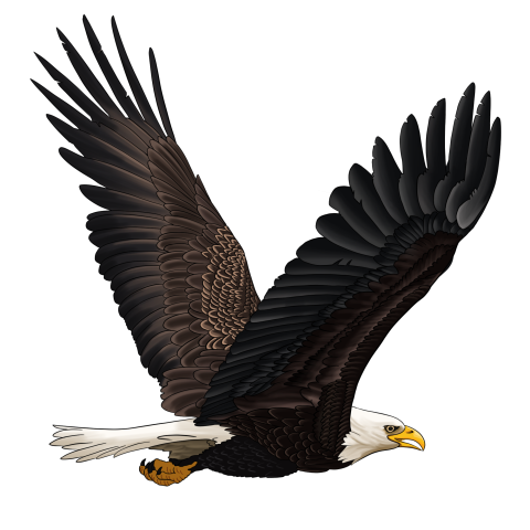 Eagle winged eagle pictures free png Download