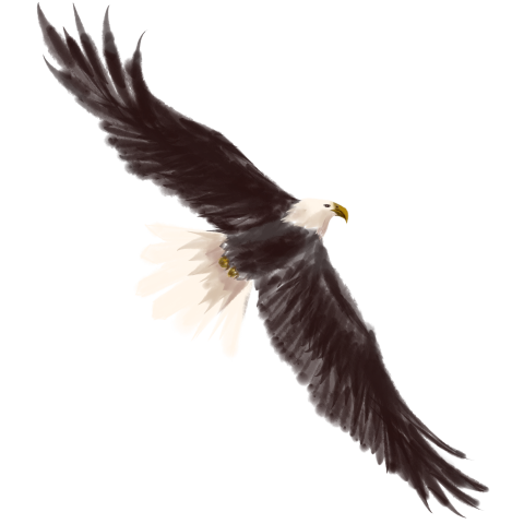 Eagle object PNG Free Download