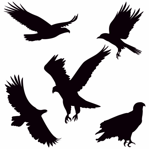 Eagle silhouette on white background PNG Free Download