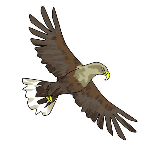 Creative eagle eagle cartoon feathered PNG free Download