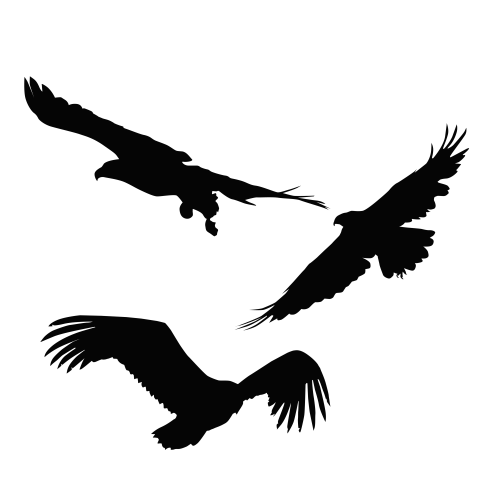 Vector hand drawn sky king PNG Free Download