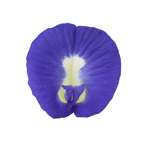 Eagle flower or blue PNG Free Download