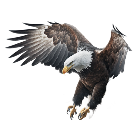 Eagle flying white transparent PNG Free Download
