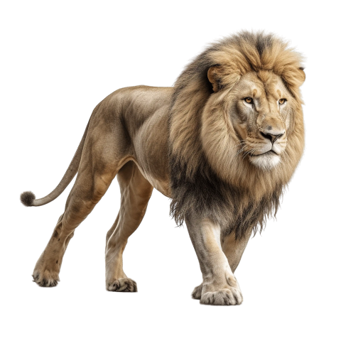 Lion walking wild cat PNG Free Download