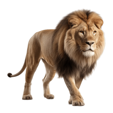 Big lion walking wild cat PNG Free Download