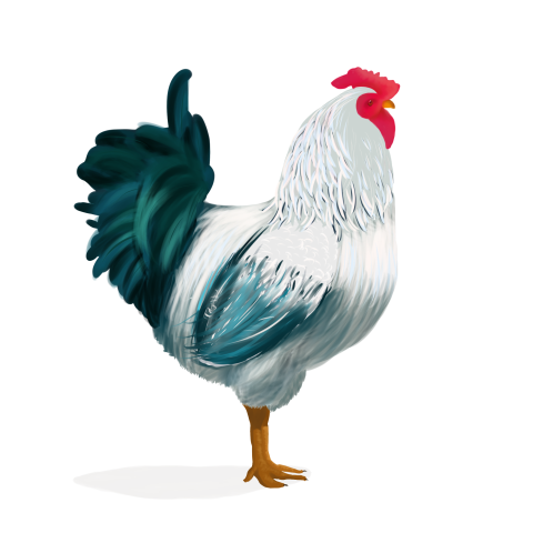 HD White Rooster image PNG Free Download