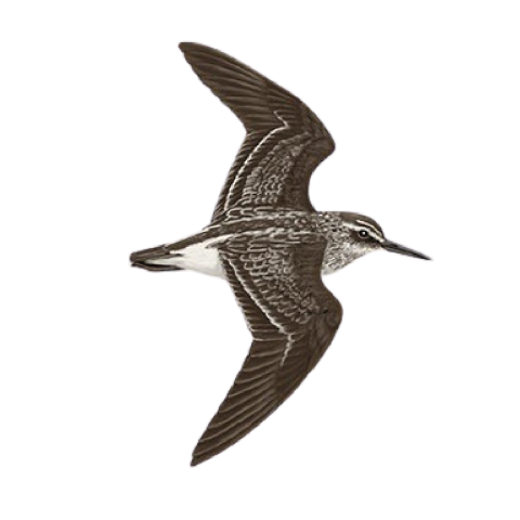 Download Birds on Sandpiper PNG Picture