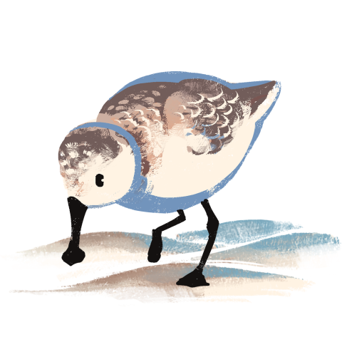 Clipart Sandpiper PNG Drawing Picture