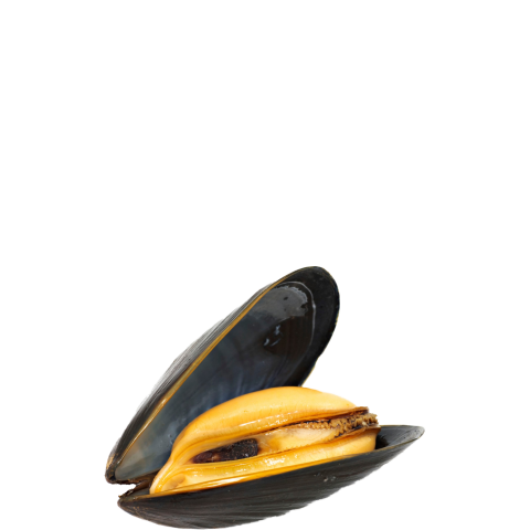 Mussel PNG Transparent Image Download Free