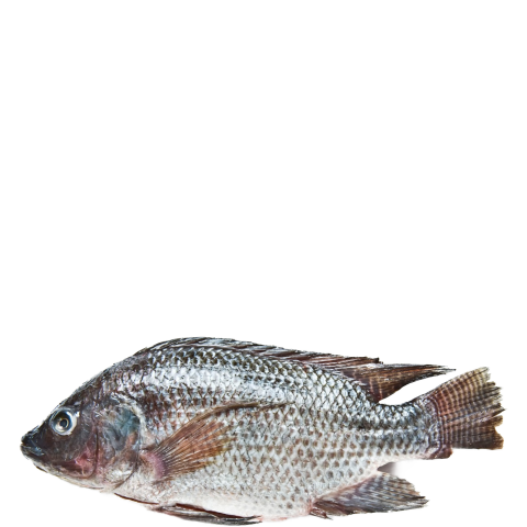 Nile Tilapia PNG Stock Illustration Fish Image Free Download