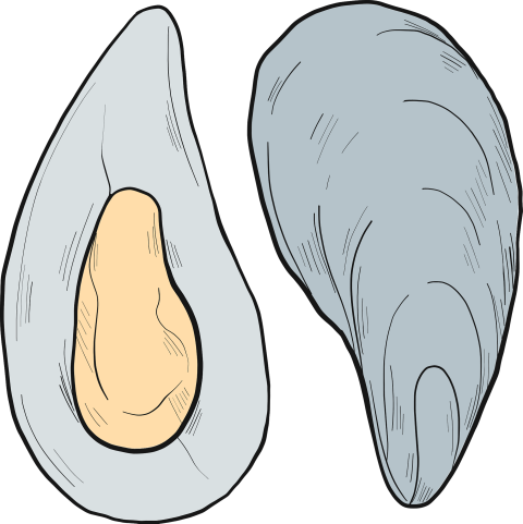 Vector Clipart Mussel PNG Drawing Free Download