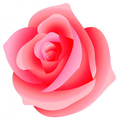 Large Rose PNG Picture Pink rose png free