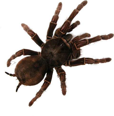 Tarantula PNG Animal Crossing Art Free Download