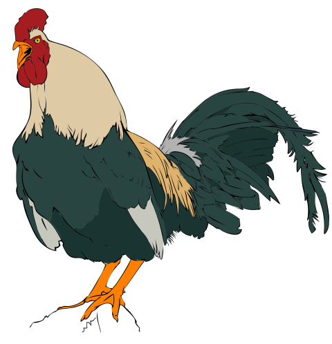 Cartoon Rooster illustration  PNG  Transparent