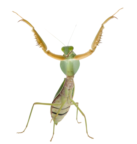 HD Silhouette Praying Mantis Animal image PNG Transparent Background