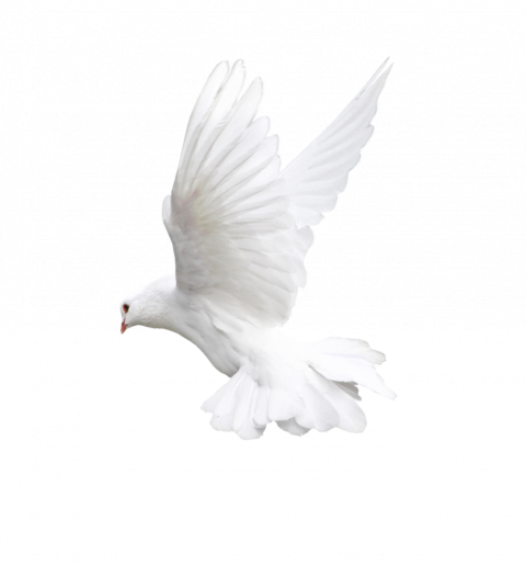 White Dove, Bird Flight Owl Beak, White Flying Pigeon Transparent Background PNG clipart