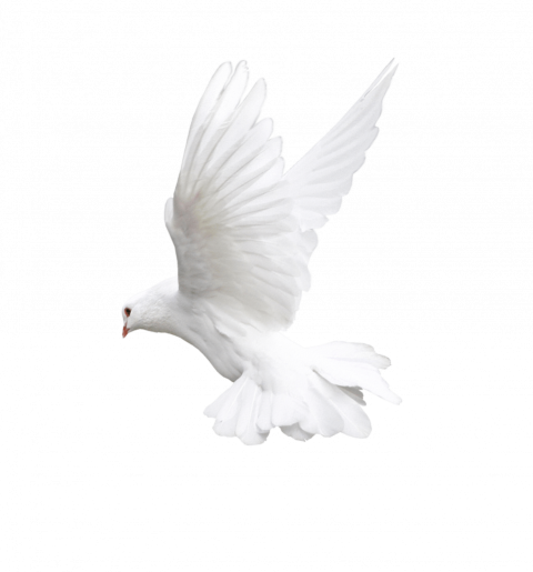 White Flying Birds PNG Images - Transparent Dove Picture - Download Free Pigeon PNG