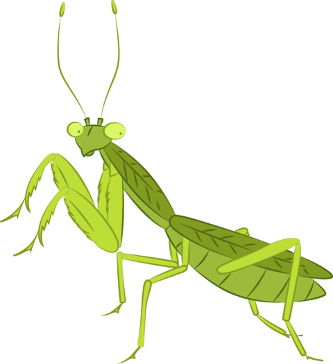Crawling Green Praying Mantis, Crawl Praying PNG Transparent Clipart Image Free Download